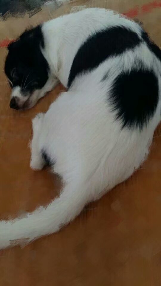 徐州寻狗启事：熊猫脸后背的小菜狗走失