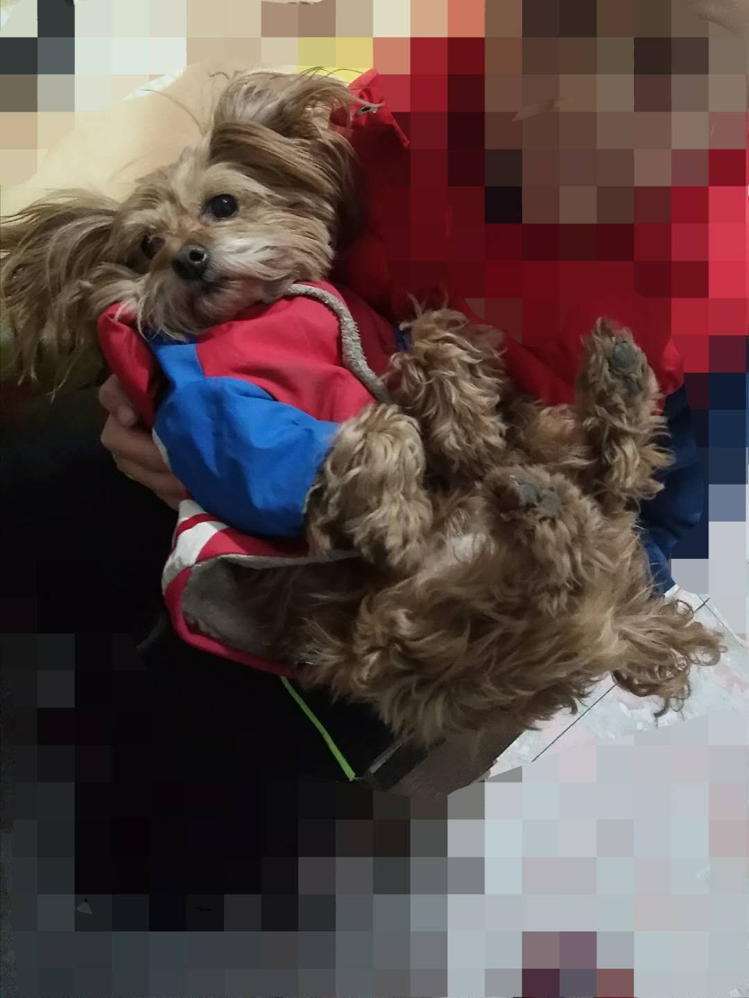 寻找穿着红蓝衣服的泰迪