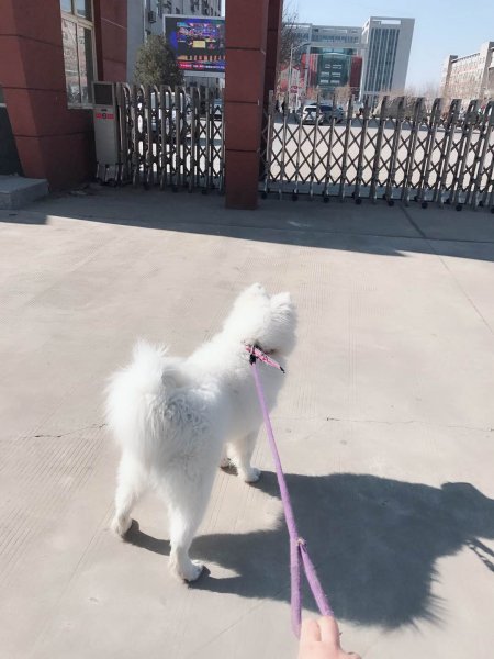 石家庄寻狗启事：萨摩耶小白走失