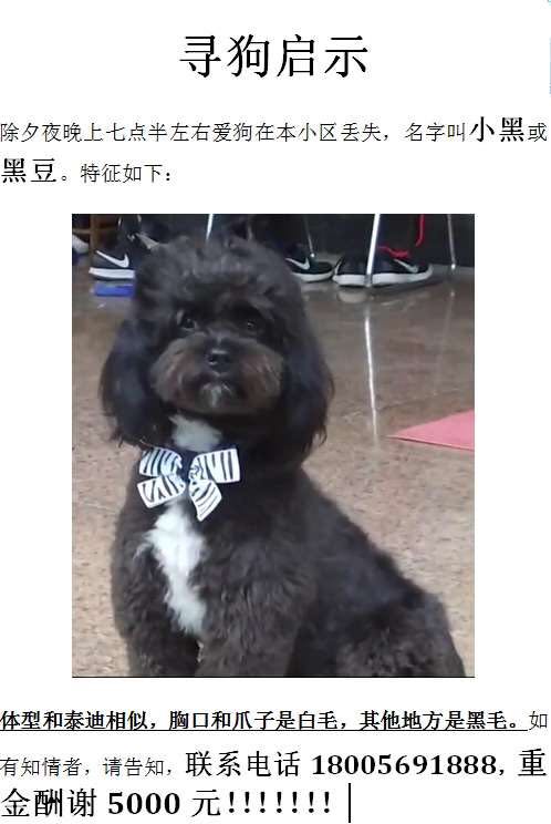 寻找失踪的黑豆（小黑）泰迪狗狗的家庭