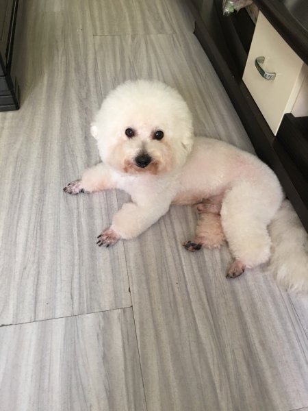 宁夏银川永宁县寻找贵宾犬小贝启事