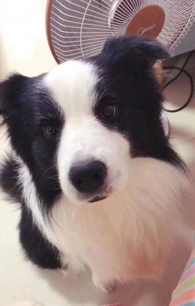 南宁边牧乐乐走失寻犬启示