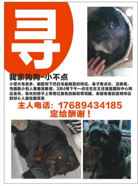 寻找我家小黑狗—小不点