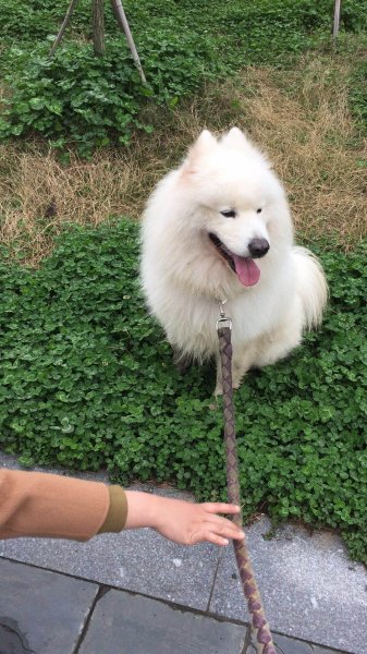 萨摩耶小白走失寻主人