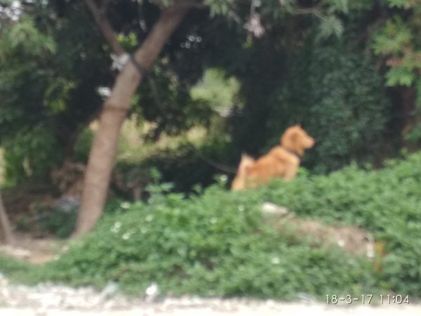 寻狗启事 | 广西南宁青秀区巴哥小白走失