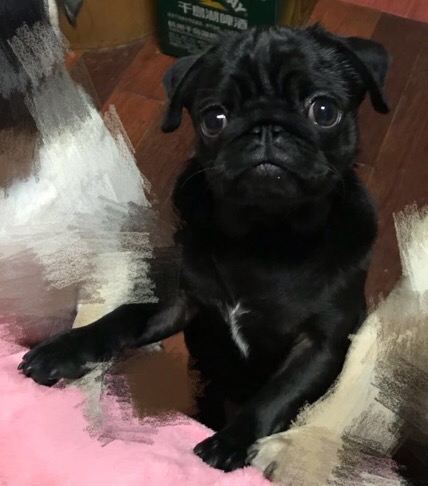 寻爱犬小黑皮巴哥赏金酬谢6000：10000元