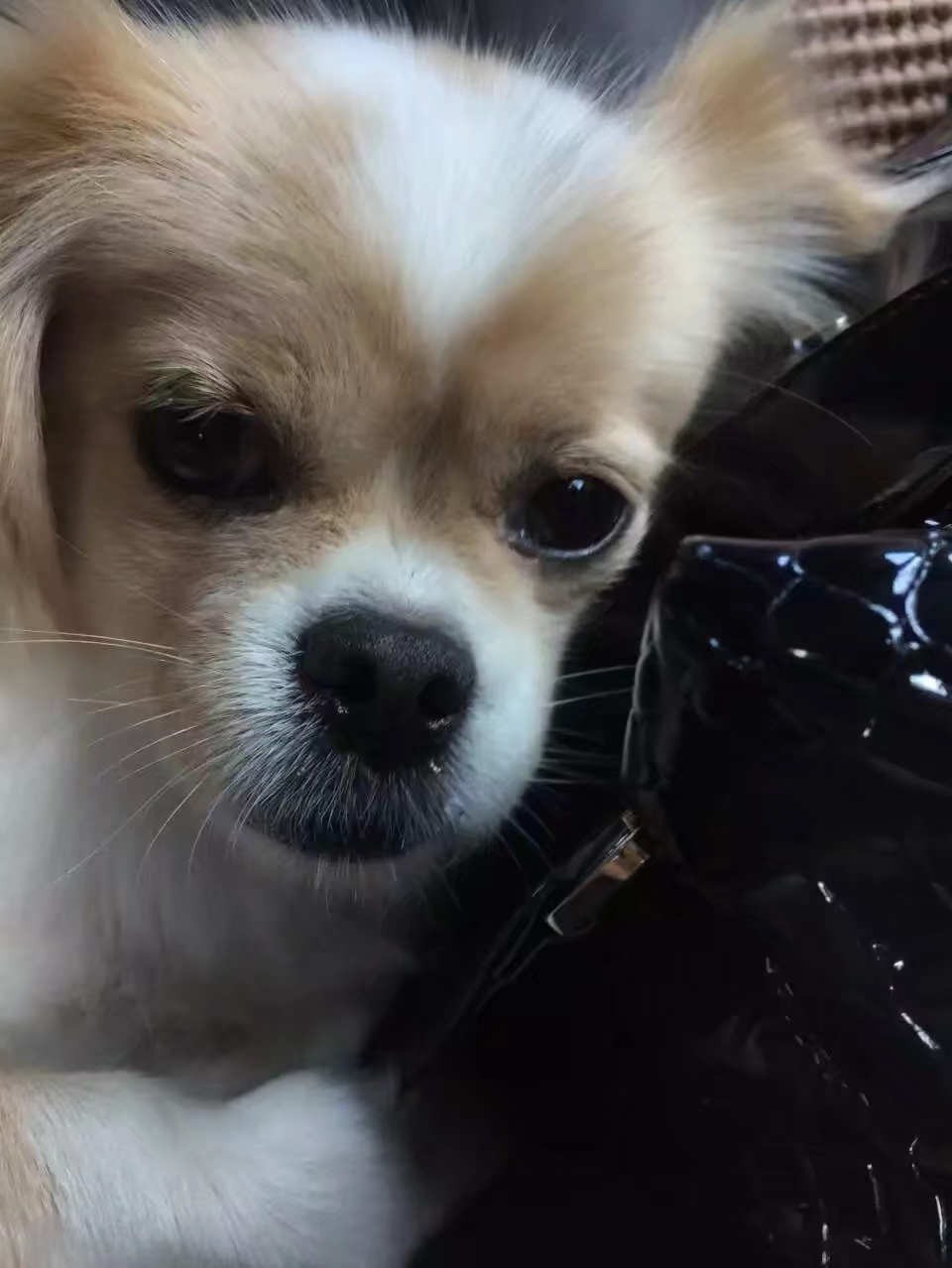 寻找陪伴了我12年的狗狗