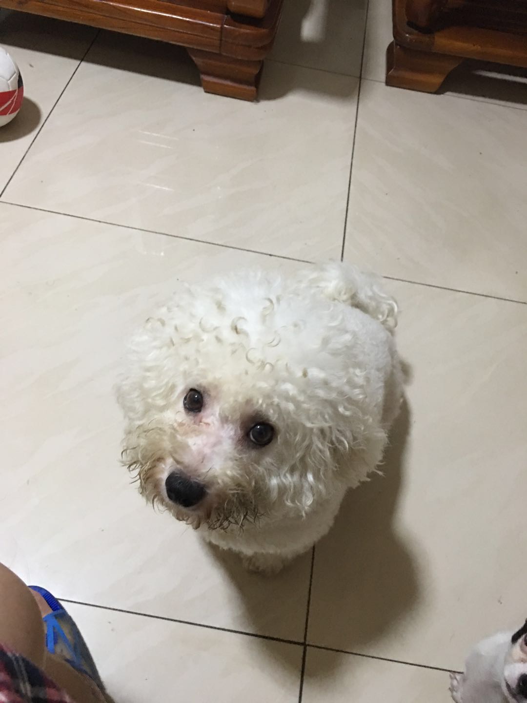 寻找失踪的比熊宝贝仔仔