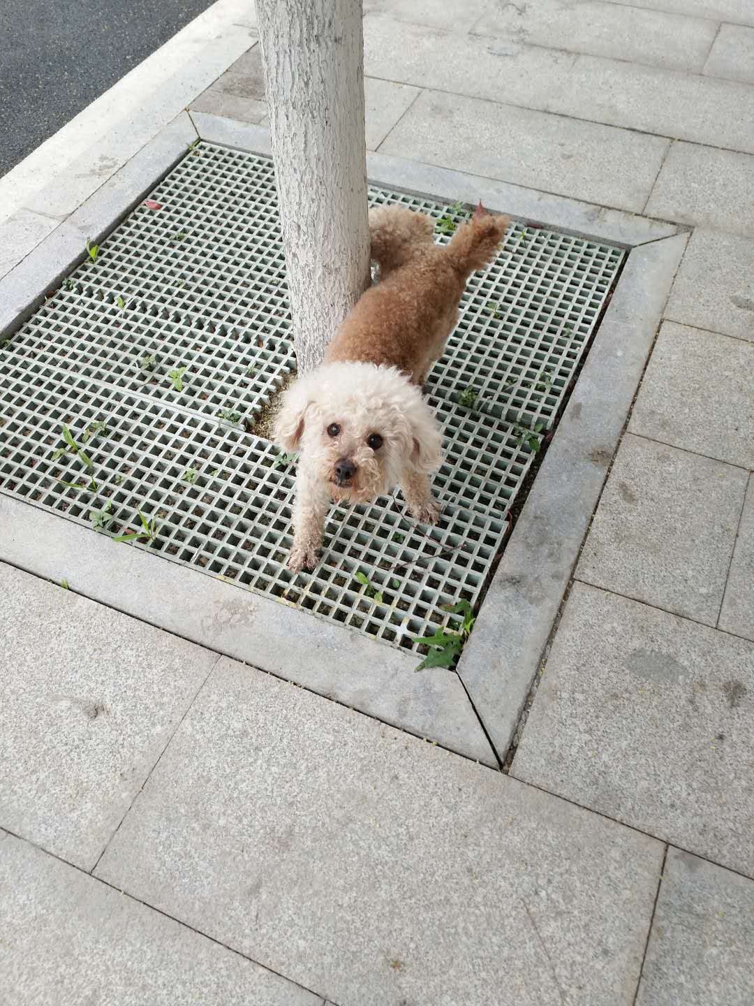 长沙寻狗启事：谁家的泰迪丢了