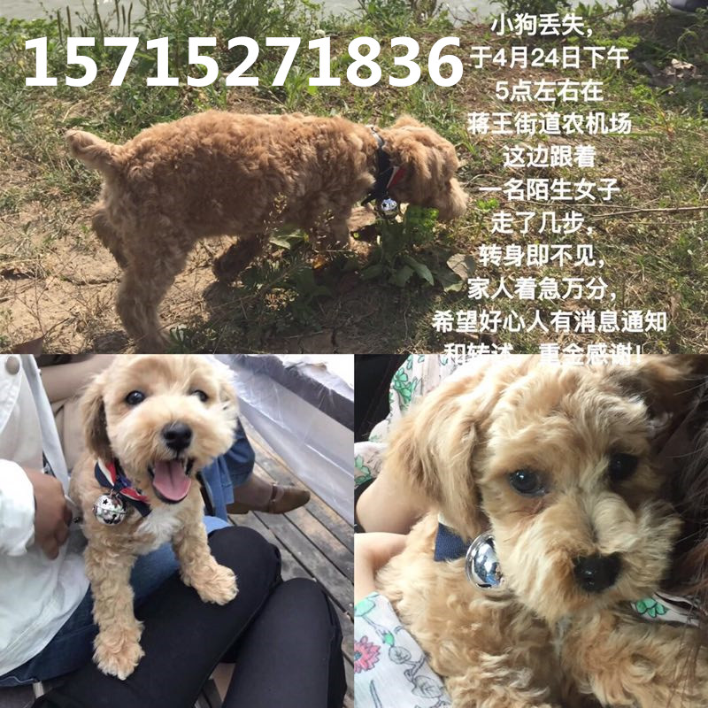 寻找香槟色小泰迪丁丁，活泼可爱的家庭宠物走失求助