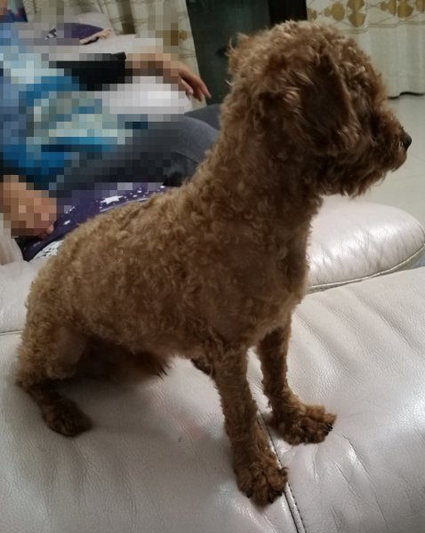 泰迪小宝走失在胥口，求助！