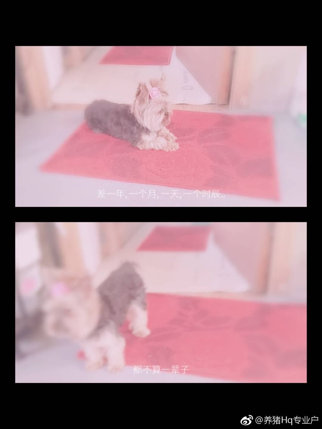 约克夏寻狗启事：青岛李沧区湘潭路昊悦建材市场西门附近
