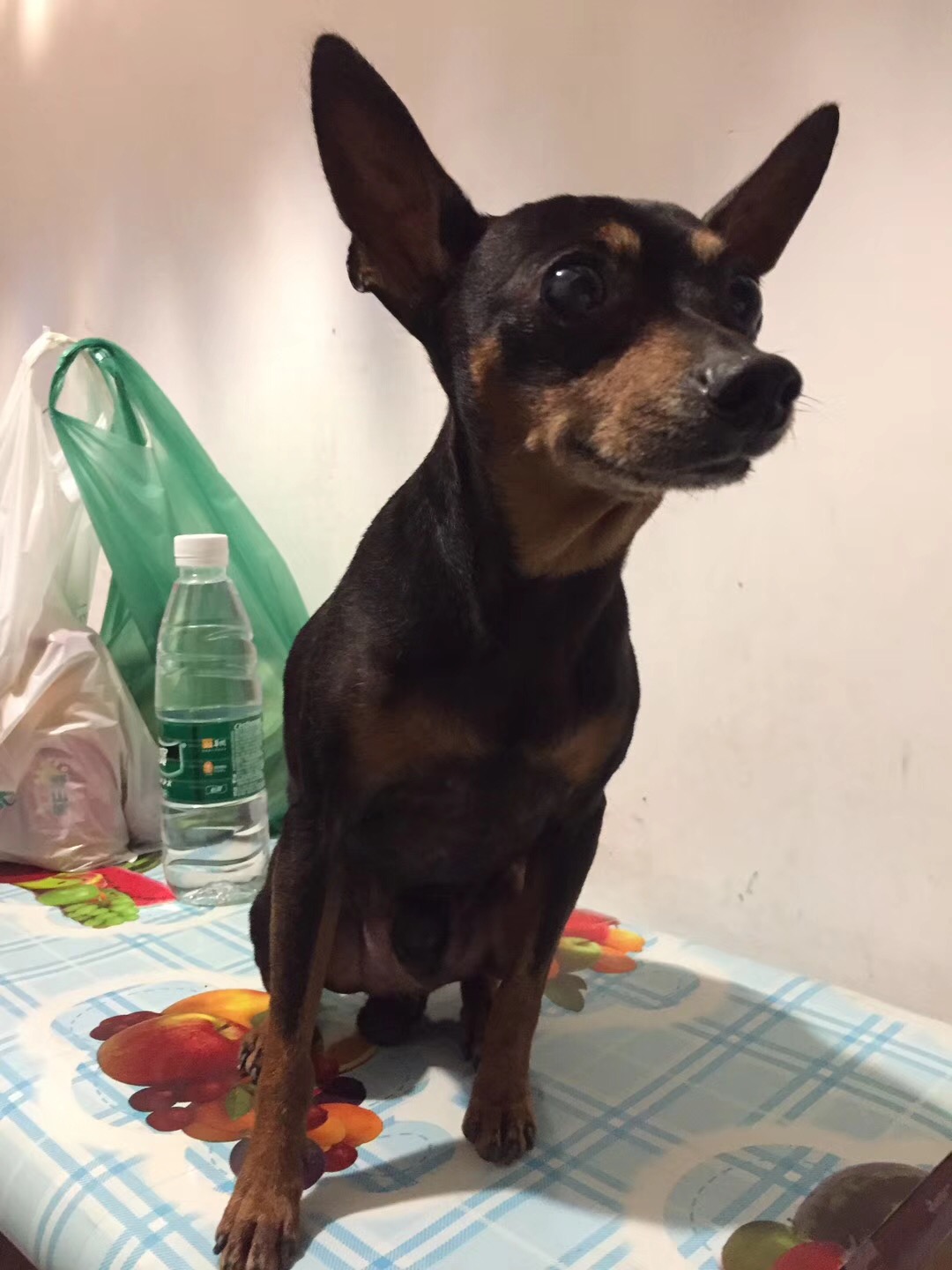 广州农讲所附近走失小鹿犬寻主人