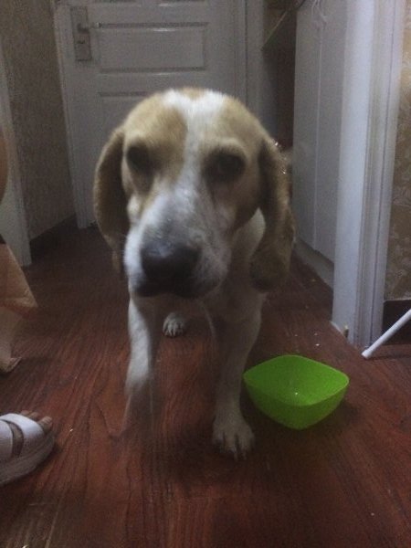 急！寻找迷失的比格鲁犬旺旺，宁波江北区寻狗启事