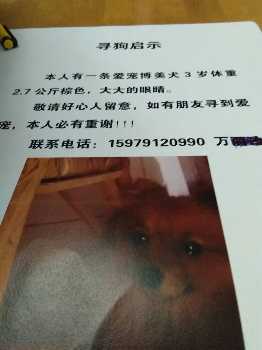南康区赣州寻3岁博美贝贝走失启事