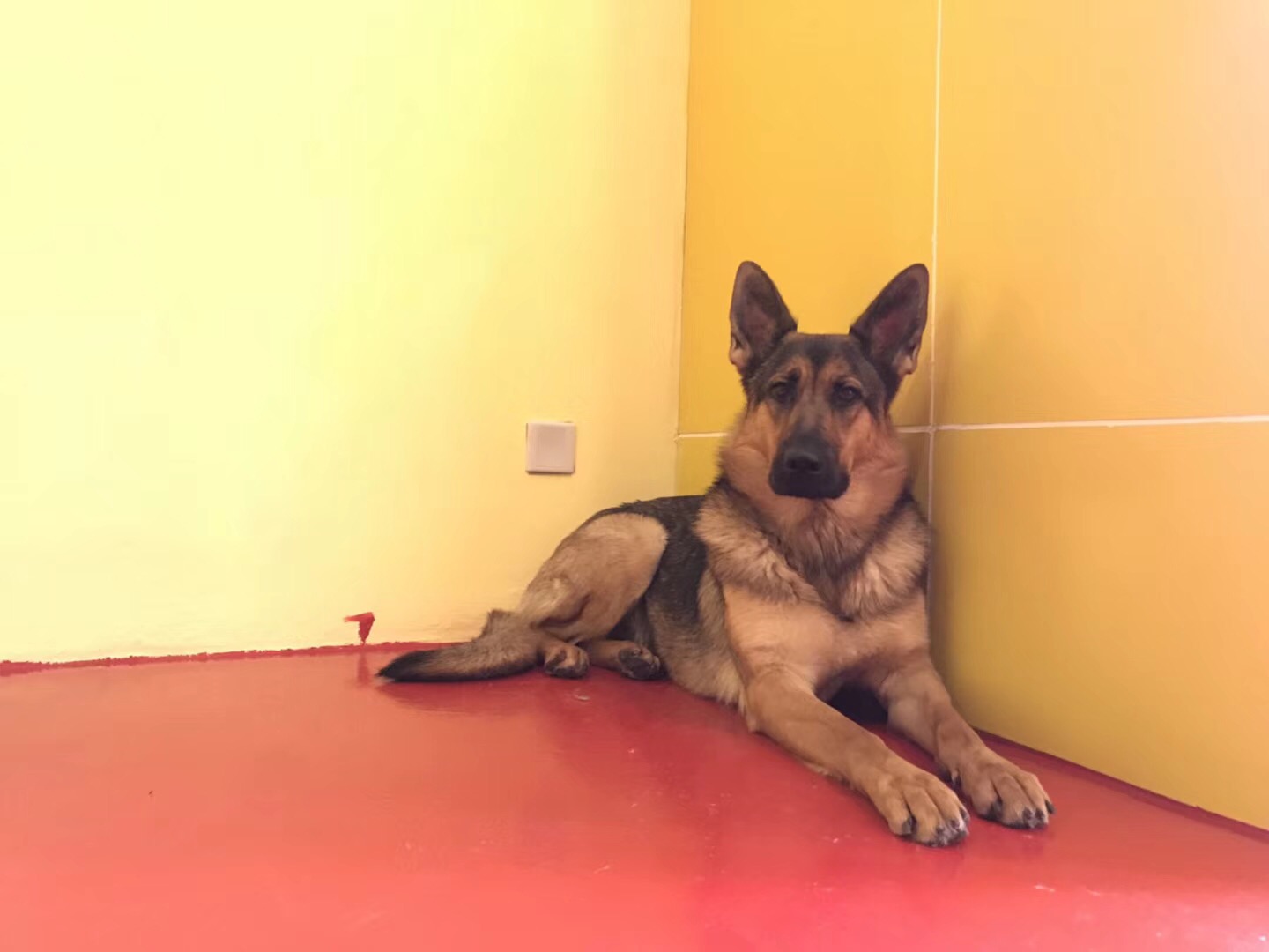 昆明犬丢失寻找启事