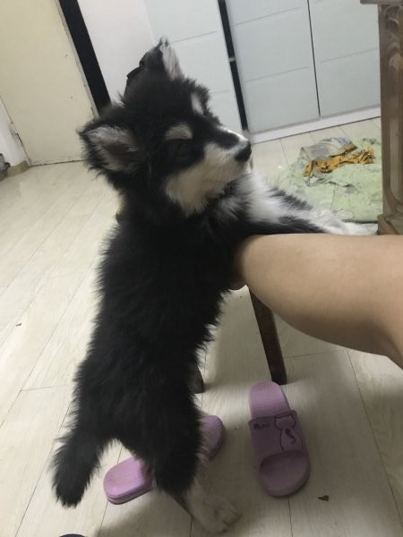 哈尔滨寻狗启事：黑色阿拉斯加旺财走丢 请帮忙寻找