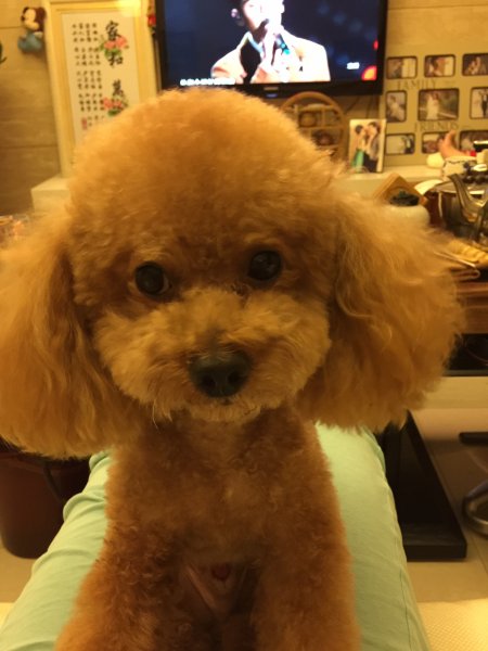 失踪6岁泰迪犬多多，寻犬启事
