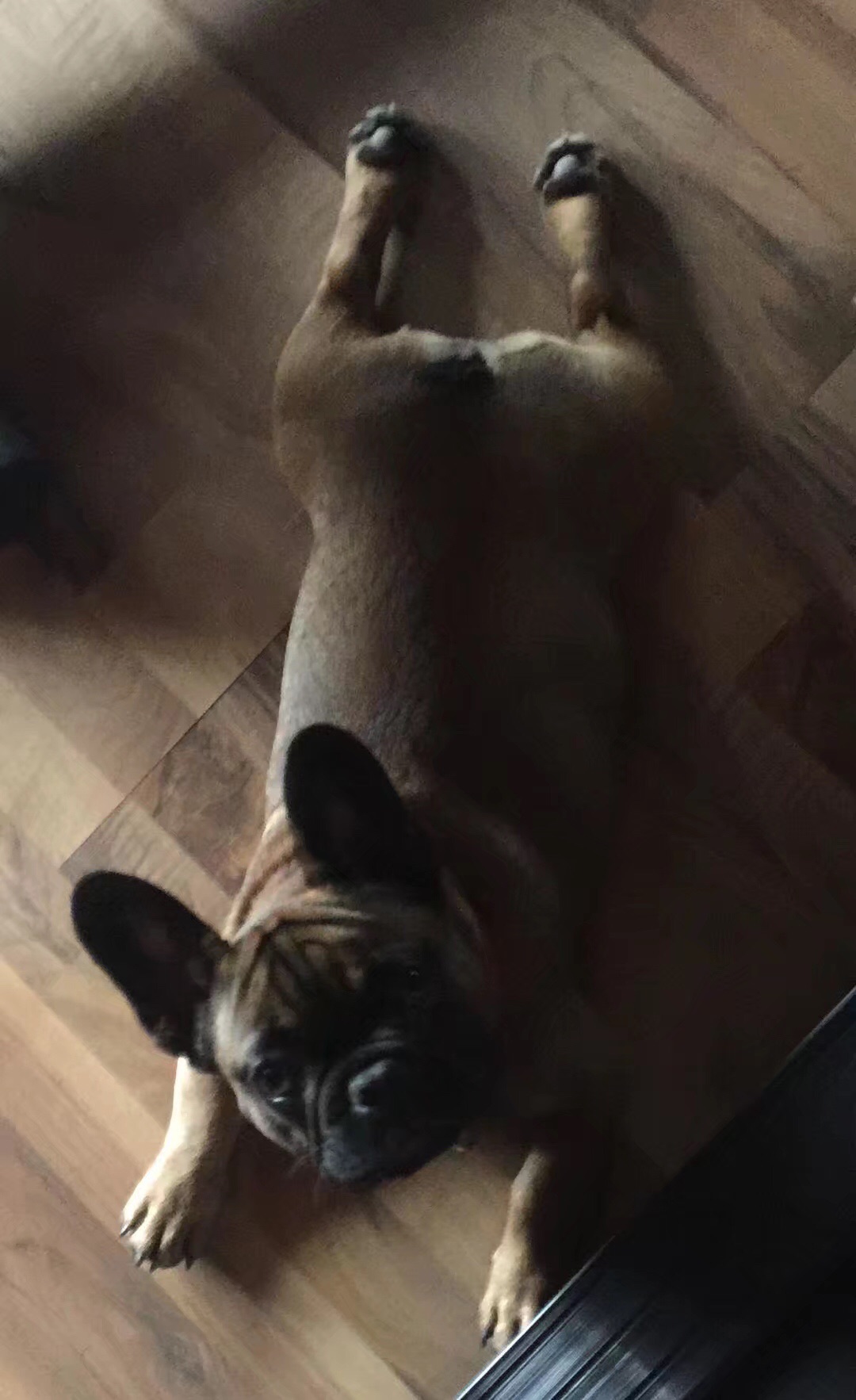 长沙寻爱犬八布公