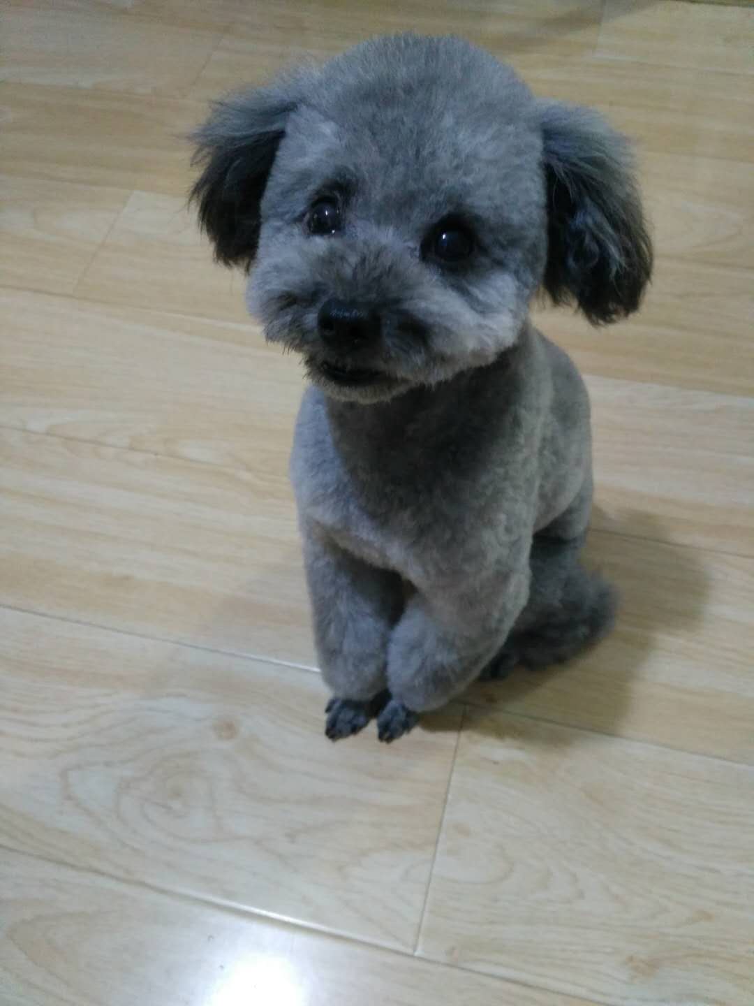 天津寻找灰色泰迪