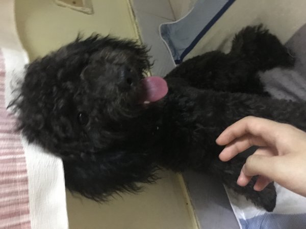 福州寻找黑色泰迪小黑的主人
