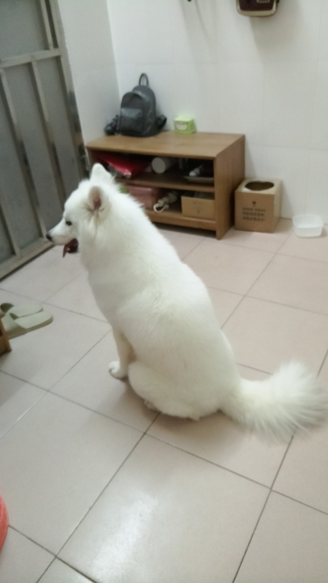 广州天河区萨摩耶丢失寻狗启事