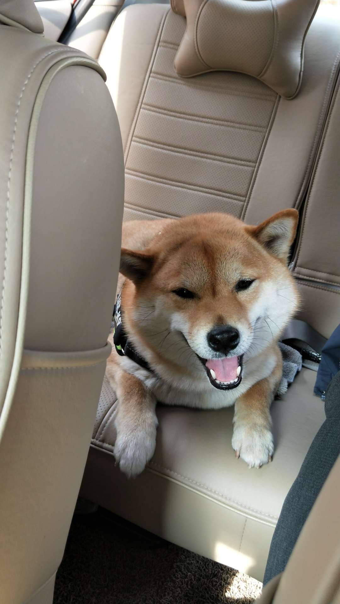 寻找柴犬肥仔