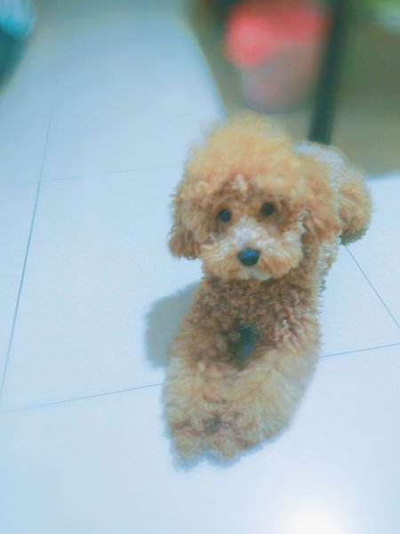 前天兰州城关区泰迪犬豆豆走失寻狗启事