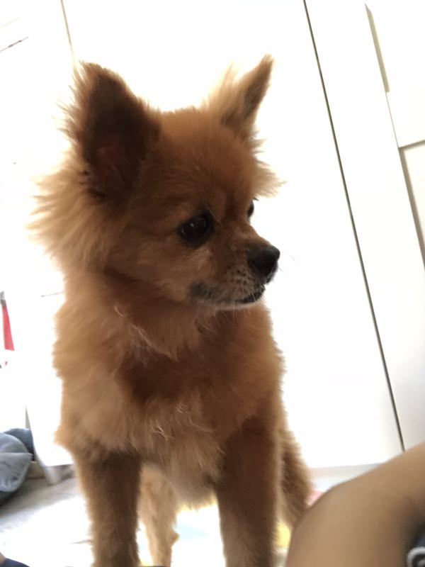 【寻狗启示】北京东城区和平里七区丢失棕色博美犬