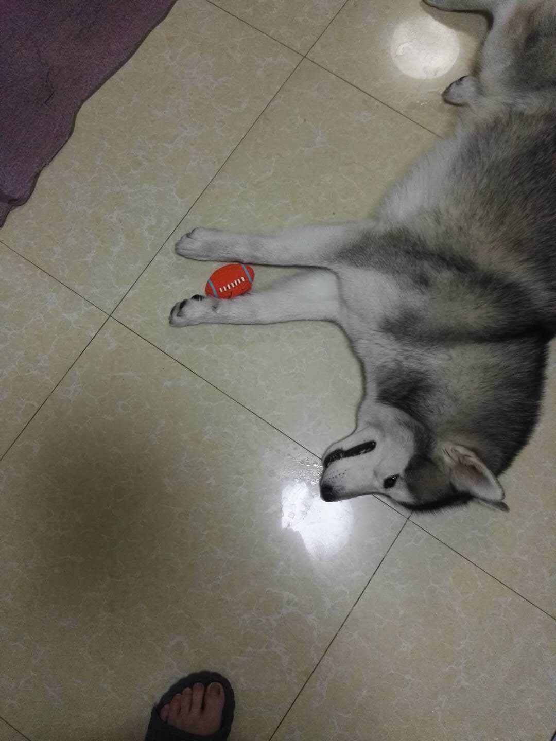 寻找爱犬哈士奇Lucky