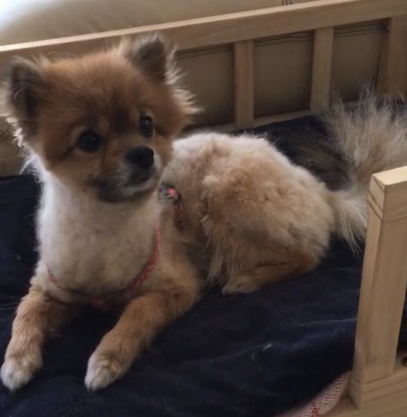 5000元寻找走失博美犬 小白