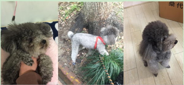 上海闵行区贵宾犬KiYoMi走失启事