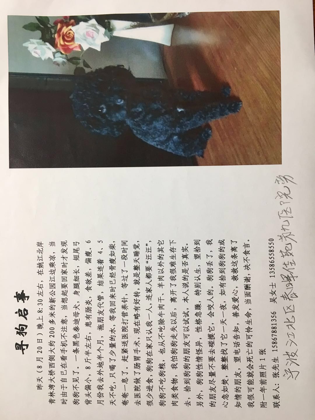 宁波清林湾大桥西侧公园泰迪寻狗启事