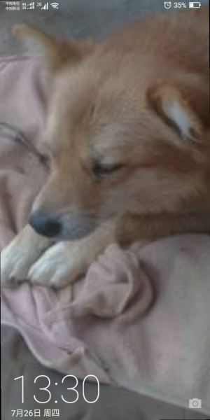 寻狗启事：湘潭柴犬来福走失，寻回有重谢
