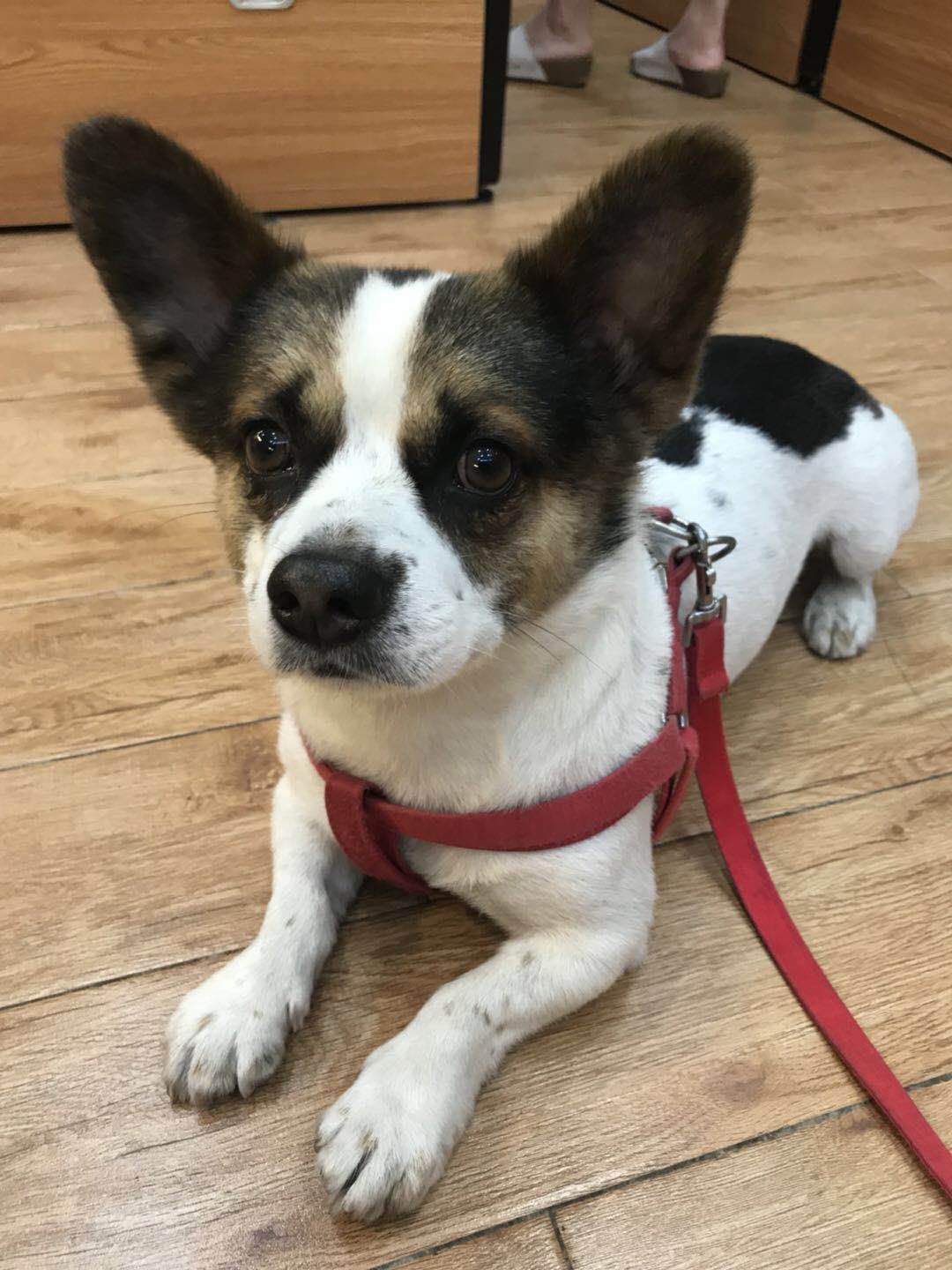 宁波寻找爱犬小不点