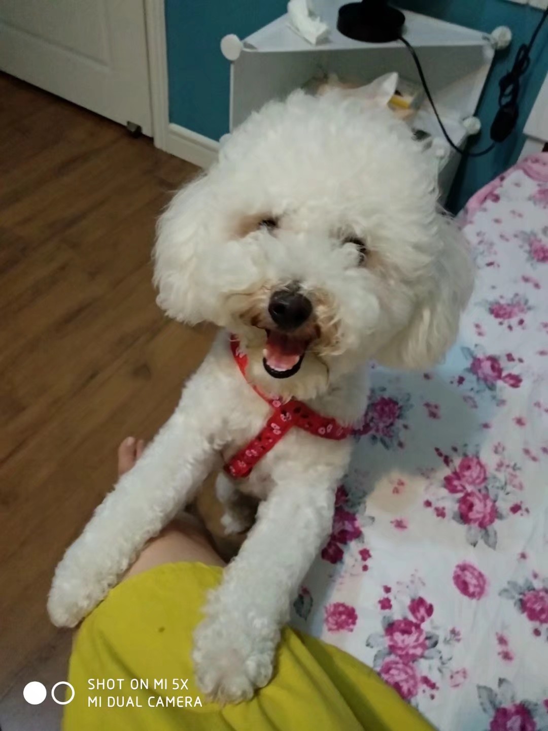 重庆市大渡口区比熊犬寻狗启示