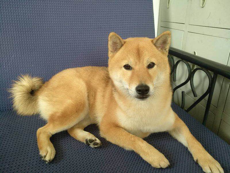 寻找走失柴犬（重金酬谢）