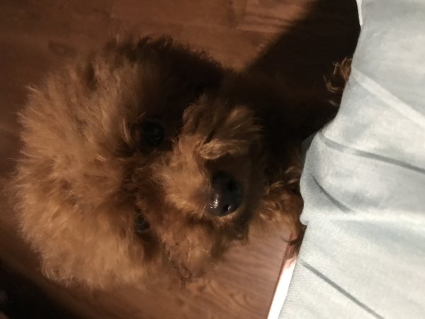 寻宠启事：小芒果你快点回家