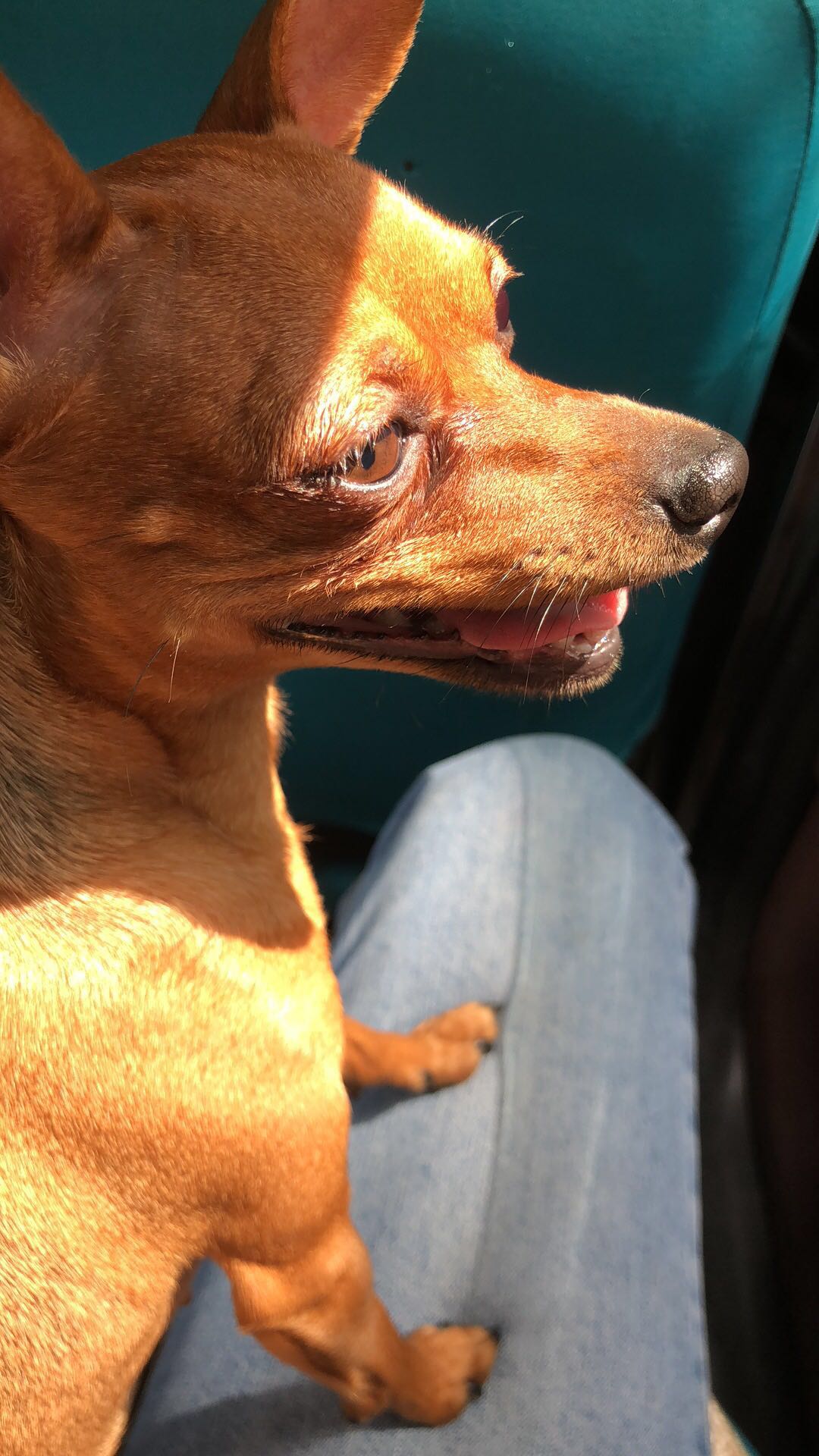 西安寻找丢失的小鹿犬桃子