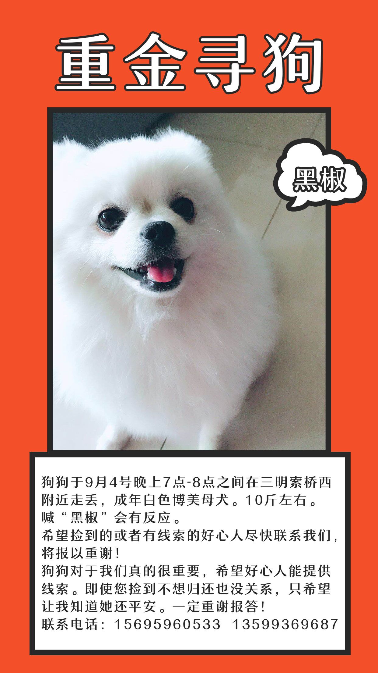重金寻找博美