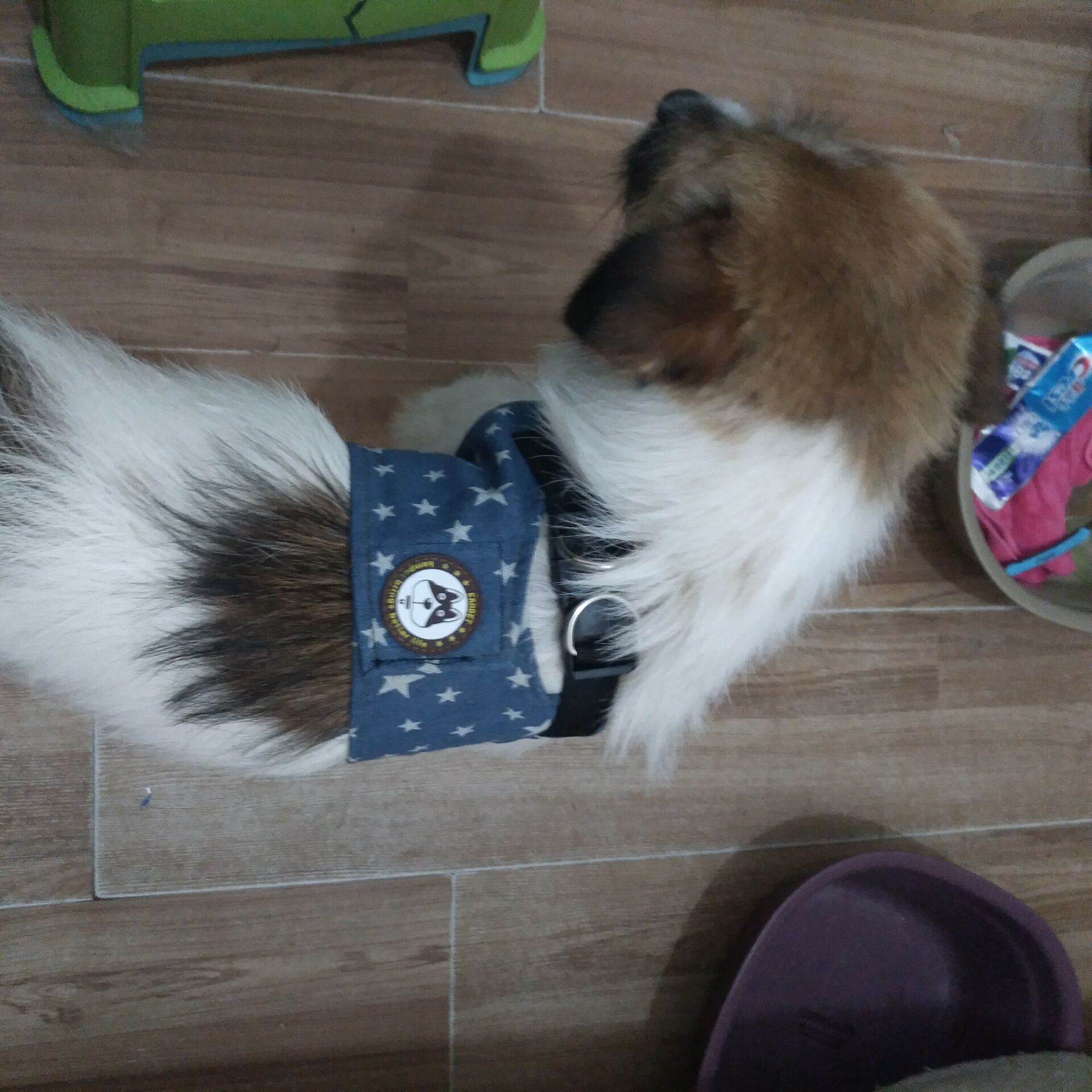 寻找爱犬乖乖：成都失踪寻狗启事