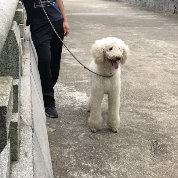 长沙岳麓区麓谷街道六期社区寻狗启事