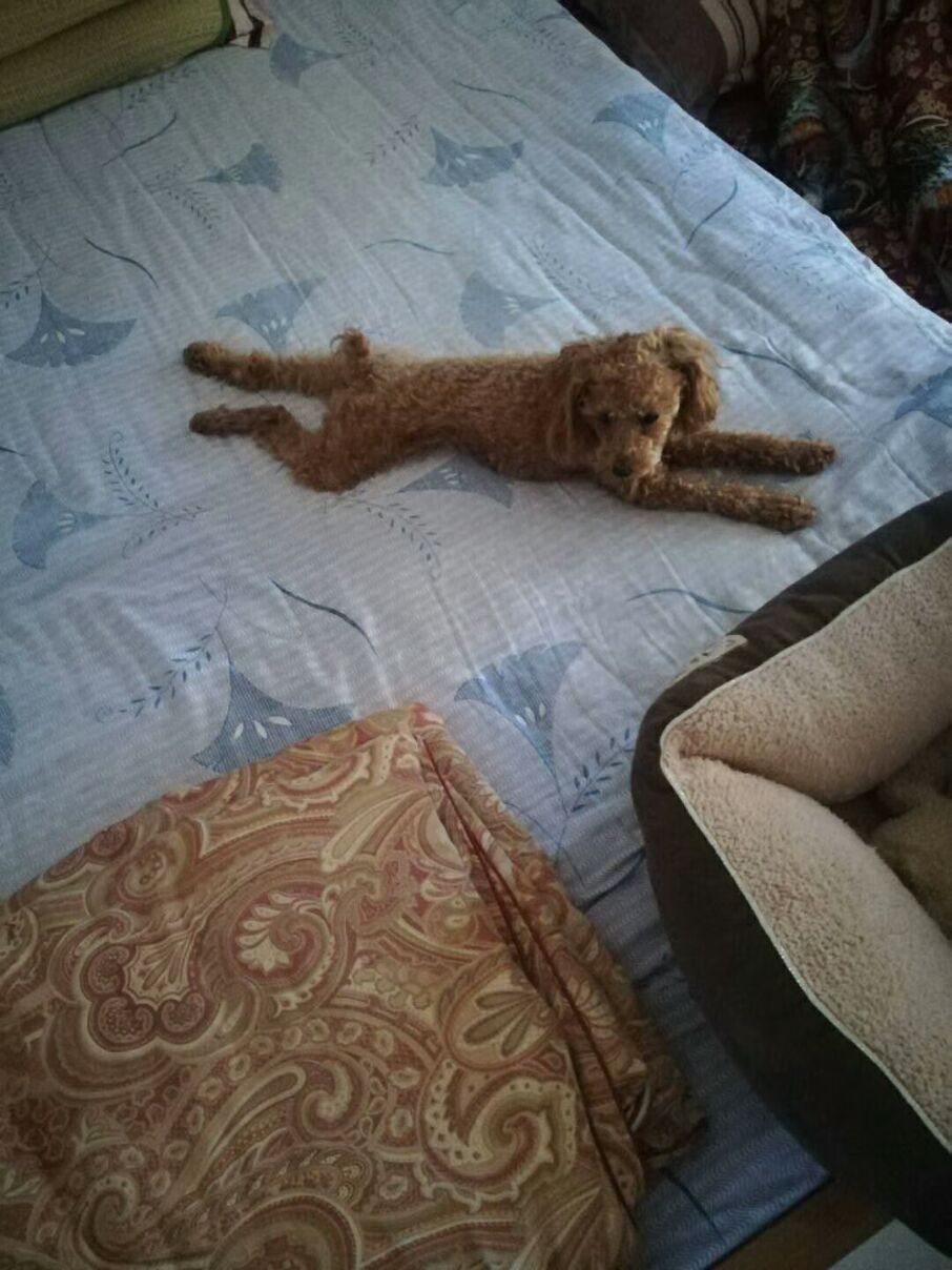 常州重金寻犬泰迪果果走失
