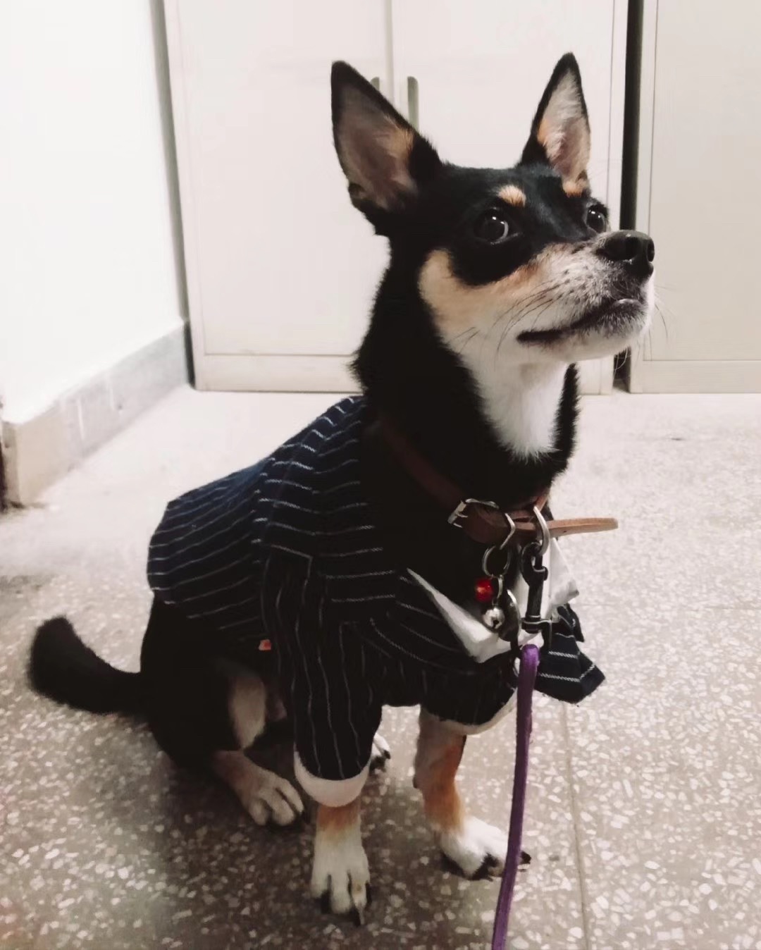 昆明双龙桥附近急寻黑色四眼串串狗
