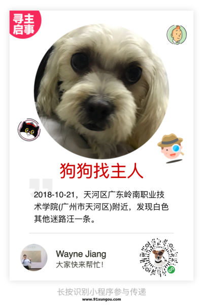 广州天河区博美小白走失 寻狗主人