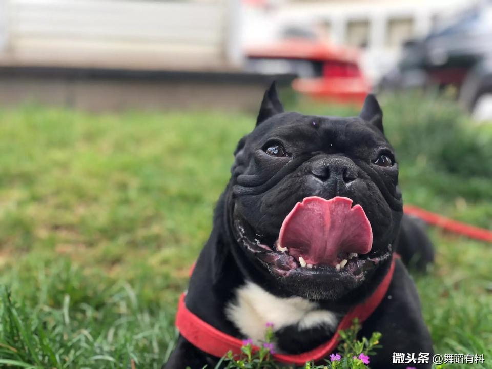 急寻失踪黑色法国斗牛犬 米奇 走失地点：昆明万宏路