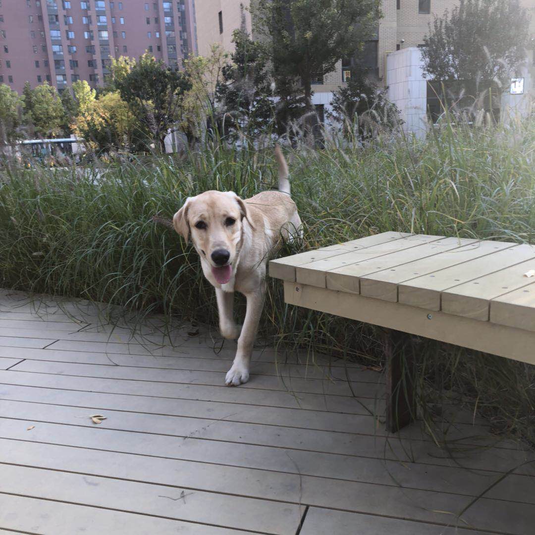 北京清河附近重金寻爱犬