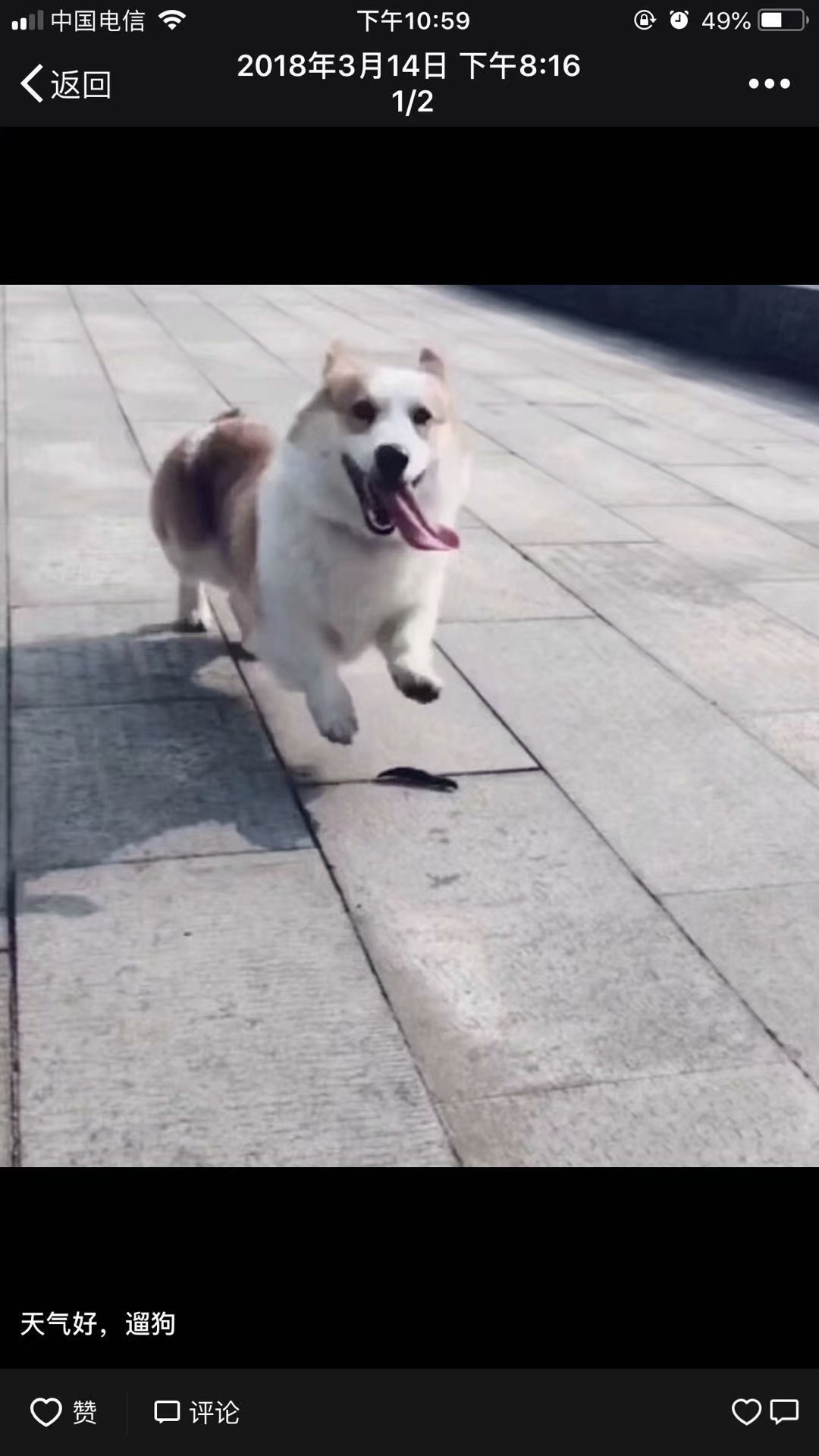寻找爱犬柯基
