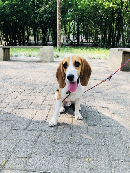 天津市大港区重阳里比格犬来福走失寻狗启事