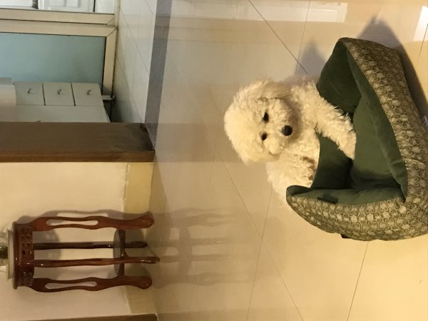 南京失落比熊球球寻回启事